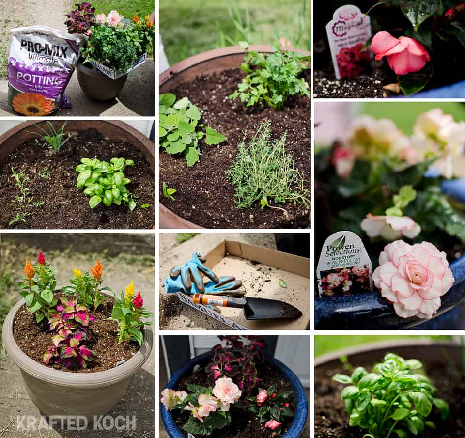 planting flowers and herbs