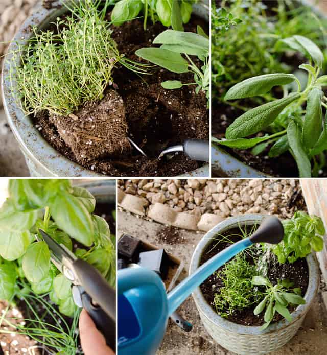 spring flower and herb gardening with OXO