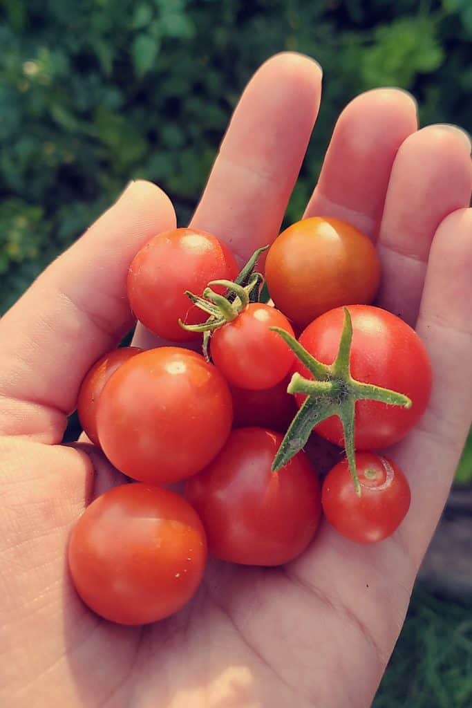 garden fresh picked cherry tomatoes in hand